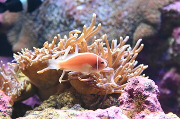 イソギンチャクと共生する美しいハナビラクマノミ