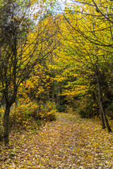  ニュージーランド　オタゴ地方のクイーンズタウン近郊のアーサーズポイントの渓谷の風景と紅葉