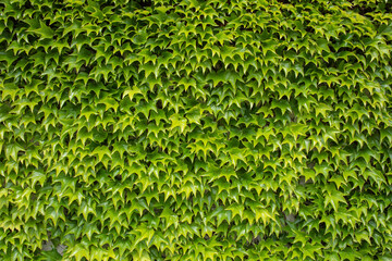 the green leaves of a virginia creeper