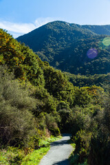 ニュージーランド　オタゴ地方のブループールまでのウォーキングトラックの風景