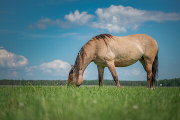 A beautiful thoroughbred horse grazes on a farm pasture.
