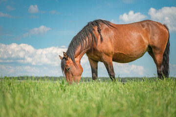 Obraz premium A beautiful thoroughbred horse grazes on a farm pasture.