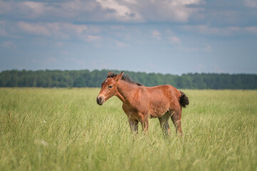 A beautiful thoroughbred horse grazes on a farm pasture.