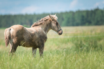 Fototapeta na wymiar A beautiful thoroughbred horse grazes on a farm pasture.