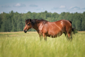 Naklejka na ściany i meble A beautiful thoroughbred horse grazes on a farm pasture.