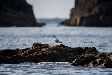 mouette sur son rocher