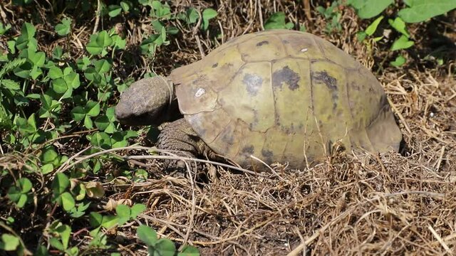 Terrestrial turtle eating clovers in a garden