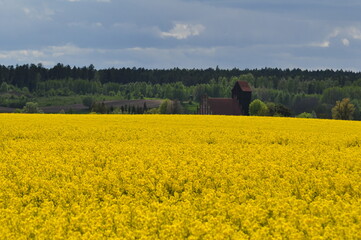 rzepak , w tle kościół w Piotraszewie , Warmia