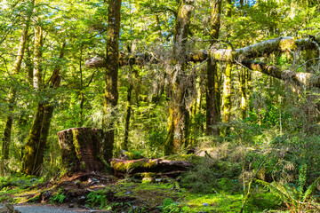 ニュージーランド　オタゴ地方のブループールまでのウォーキングトラックの森林風景