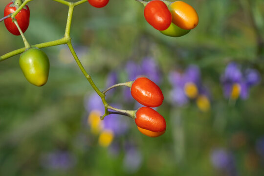 The fruit (red berry )  of bittersweet nightshade (Solanum dulcamara) against the background of blurred flowers of the plant. Place for text.