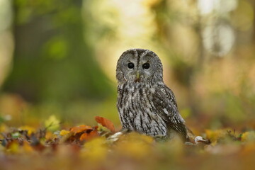 tawny owl sitting on the ground in autumn forest. attractive owl portrait with blurred background. Strix aluco. Wildlife scene from european nature.