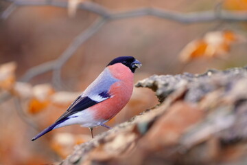 Portrait of a beautiful bullfinch male. Pyrrhula pyrrhula. Wildlife scene with a colorful songbird.