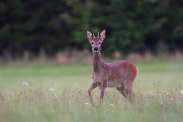 Young roebuck standing on the medow. Portrait of a roe deer in the nature habitat. Capreolus capreolus.