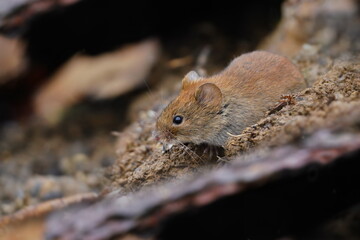 bank vole in the nature habitat. Myodes glareolus.