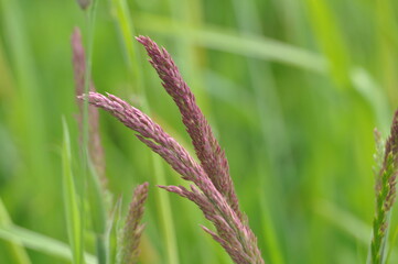 kwiat trawy © Kazimierz  Plakwicz