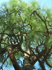 赤松と秋の青空