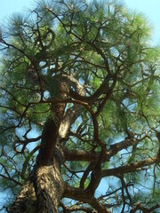 赤松と秋の青空