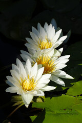Full bloom white water lily flower. 3連の白い睡蓮の花。