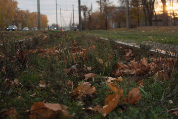 Fallen yellow maple leaves lie on the road, between steel rails.