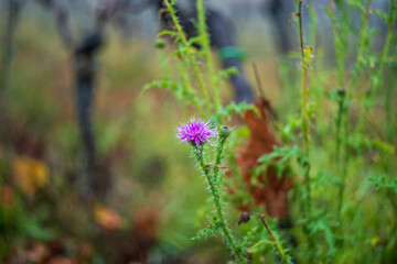 letzte Blüten im November, geringe Tiefenschärfe