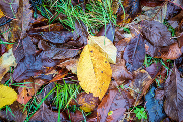 autumn leaves on the ground