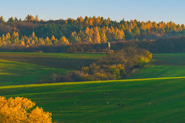 Podzim, Autumn, Tree, Forest, Field, 