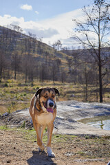 Retrato de mastin en el monte quemado despues de incendio