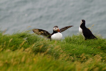 Maskonur, ptak, islandia kolorowy, Vestmannaeyjar