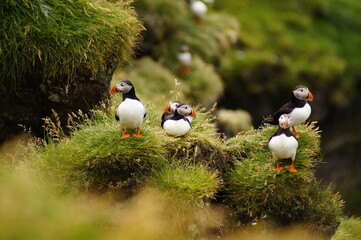 Maskonur, ptak, islandia kolorowy, Vestmannaeyjar