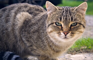 Fototapeta na wymiar Little cat in the garden near the house