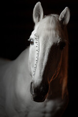 White horse black background