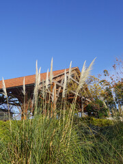 Reeds in the public garden of the Parc du Centenaire in Marseille.