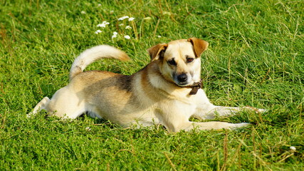 pies, zwierzak, domowych, psinka, gras, bystra, domowy, canino, ssak, portret, zieleń, braun, rasa, zwierzak, biała,  © Kornel