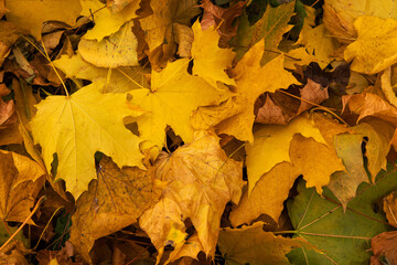 Closeup of autumn leafs background.