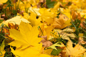 Closeup of autumn leafs background.