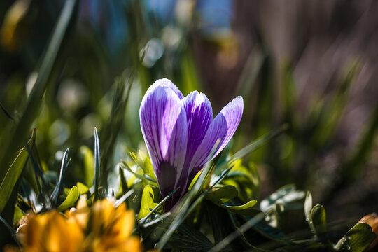 Krokos im Fr&uuml;hling