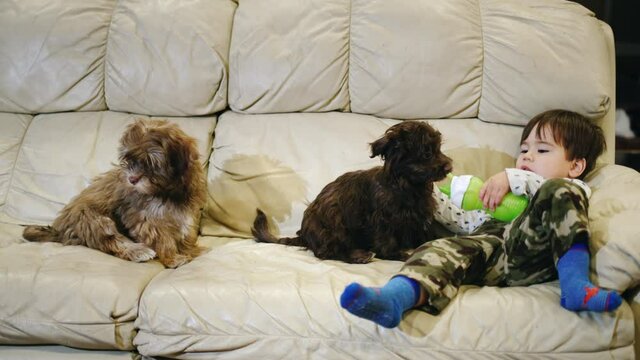 Funny cheerful kid treats his puppy with milk from his bottle. Funny videos with pets