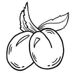 Fruit sketch ink illustration. Set of hand drawn ink sketch plums. Organic eco food. Fresh whole vegetable.