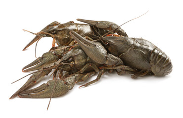 Many fresh raw crayfishes on white background