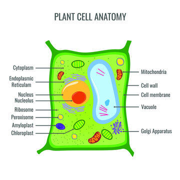 Plant cell anatomy vector illustration