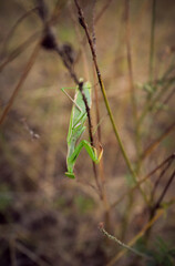 Naklejka premium big green praying mantis sitting on a branch in the grass close-up
