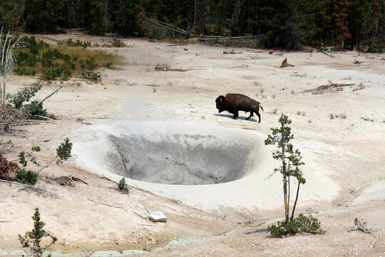 USA / Yellowstone National Park (Sulfur caldron) - Wild bison