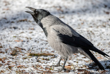 Large adult gray crow croaks loudly sitting on the surface of the earth.