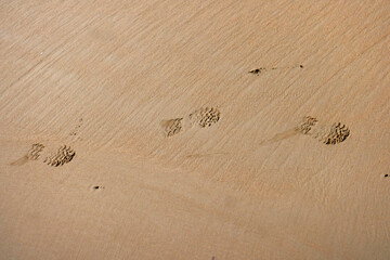 Spuren im Sand