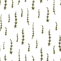 Horsetail medicinal plant seamless vector botanical pattern. Equisetum plant and escape hand drawn texture. Field floral background.