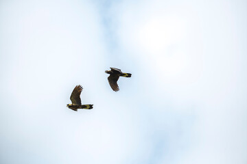 Australia's black cockatoo's also called (Yellow-tailed black cockatoo) flying against a blue sky
