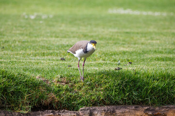 native masked lapwing bird found in a field of grass in front of colourful roses at Adelaide, South Australian parklands
