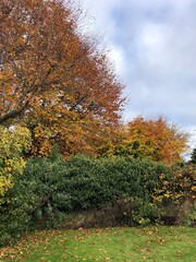 Autumn Leaves on trees and shrubs in a garden