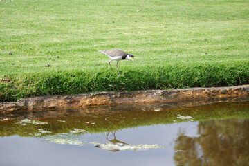 native masked lapwing bird found in a field of grass in front of colourful roses at Adelaide, South Australian parklands