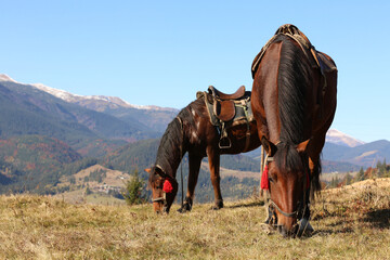 Fototapeta na wymiar Beautiful horses on pasture in mountains. Lovely pets